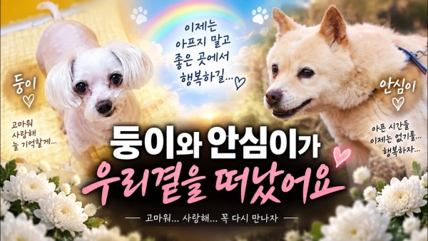 안심이와 둥이 그리고 로드킬 길냥이..