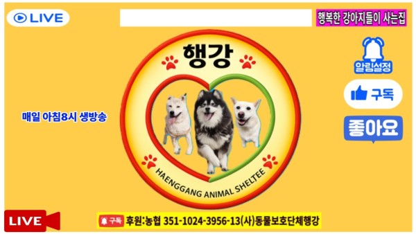 행강유기견보호소라이브