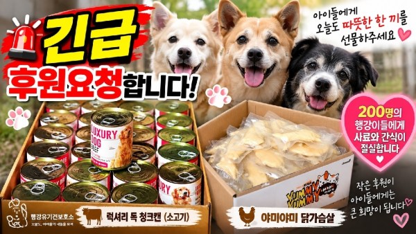 행강유기견보호소라이브