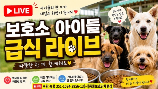 20260829. 토요일 행강이들 급식라이브