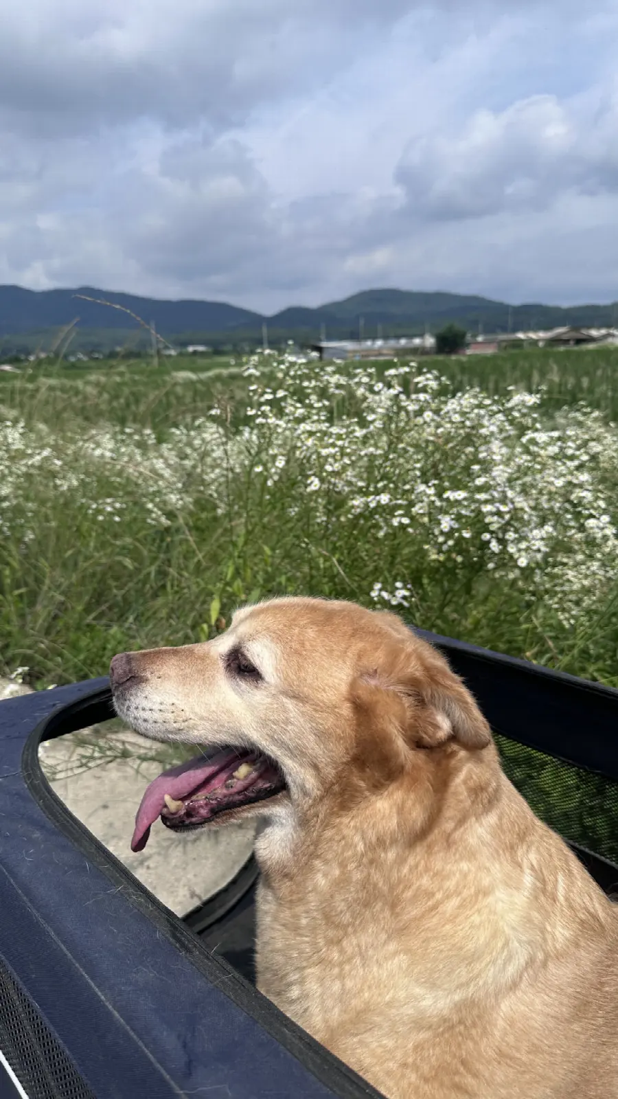 이동 보조 카트에 앉아 바깥 바람을 쐬는 노령견